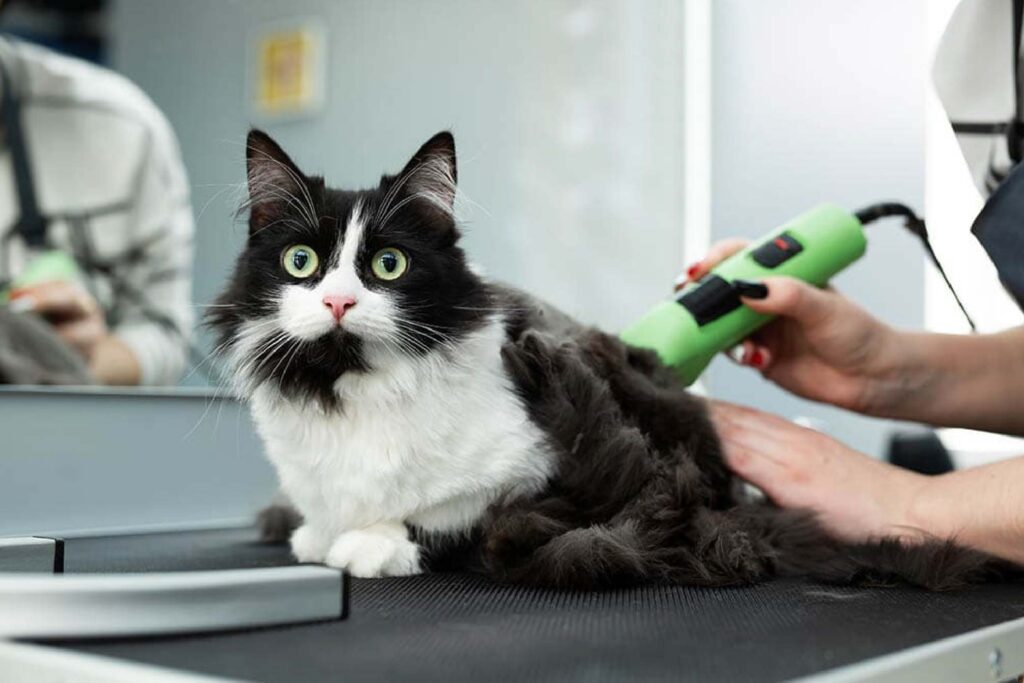 Establishing a cat Grooming Routine