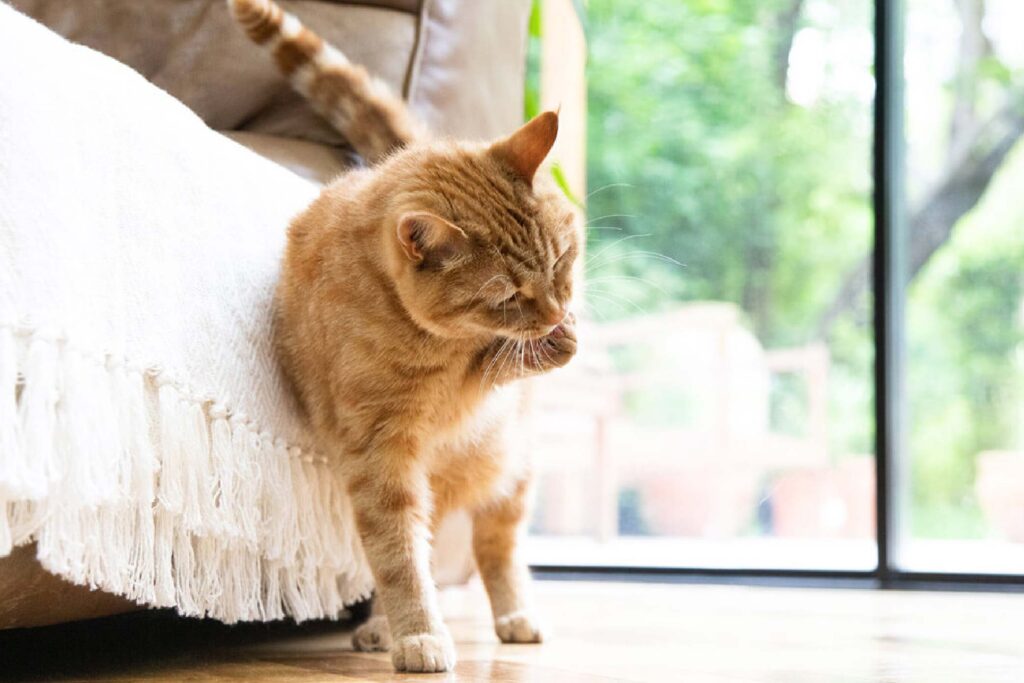 Addressing Specific cat Grooming Challenges