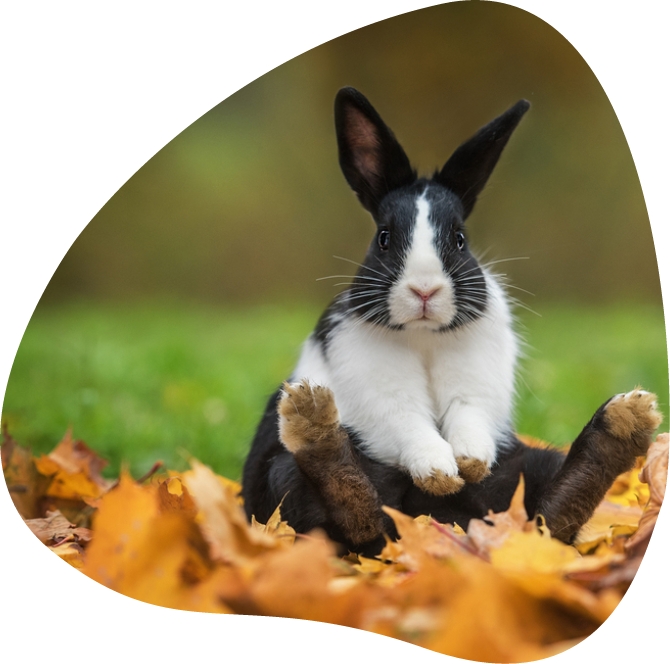 Best Rabbit Grooming Service in London